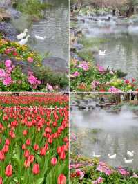 闖入現實版莫奈花園！南京中山植物園遊玩全攻略