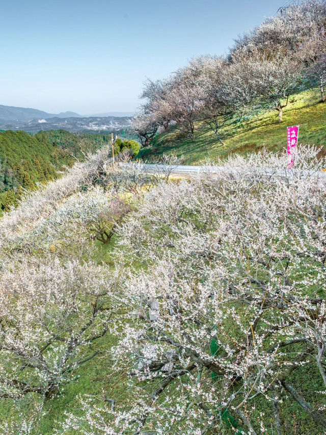 奈良賞櫻全攻略：古都春日與鹿共舞的櫻花物語！