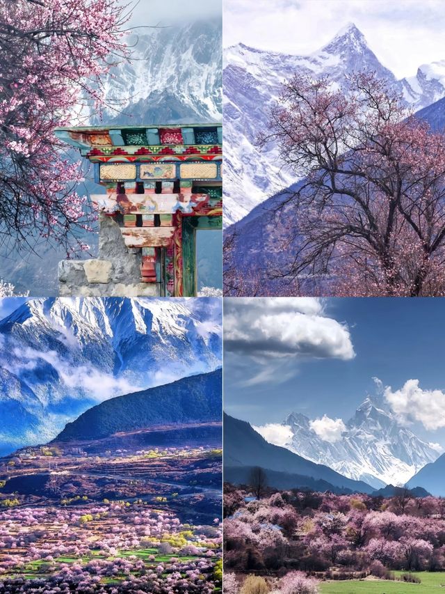三四月份西藏林芝賞花攻略！