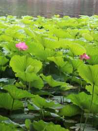 吉林市賞荷花·江濱公園賞荷攻略