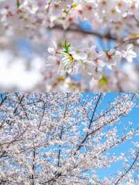 4月嚟無錫睇櫻花！建議直接複製呢條路線！
