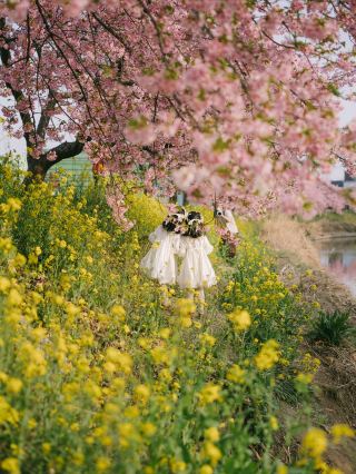 東京から1時間！埼玉の隠れた桜スポット、青毛堀川河津桜