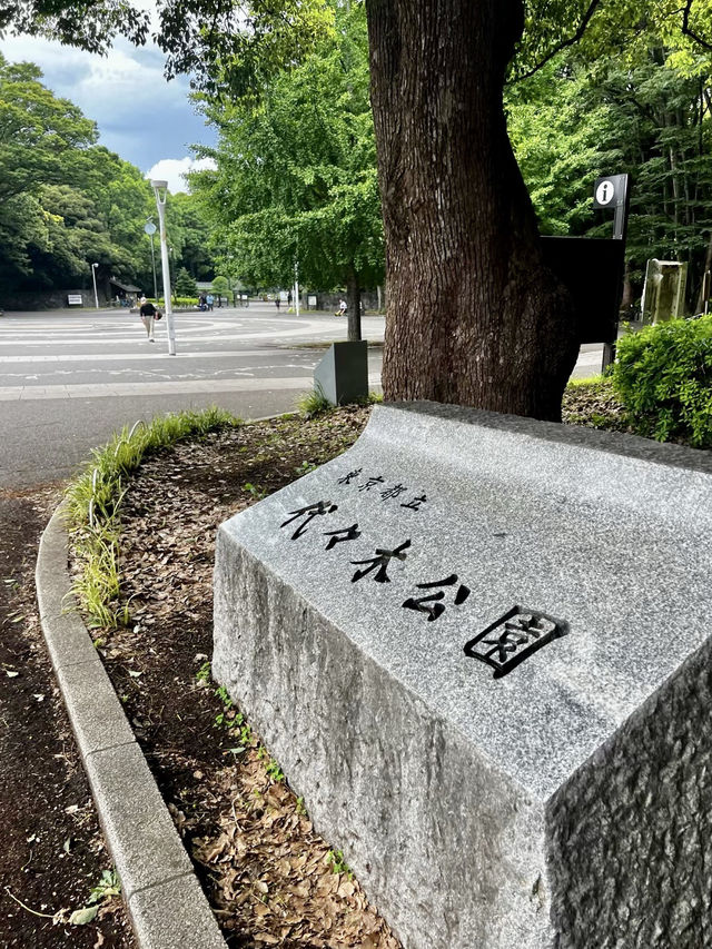 樹影搖曳：代代木的靜謐時光