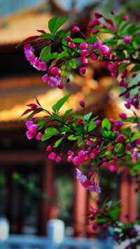 富樂海棠