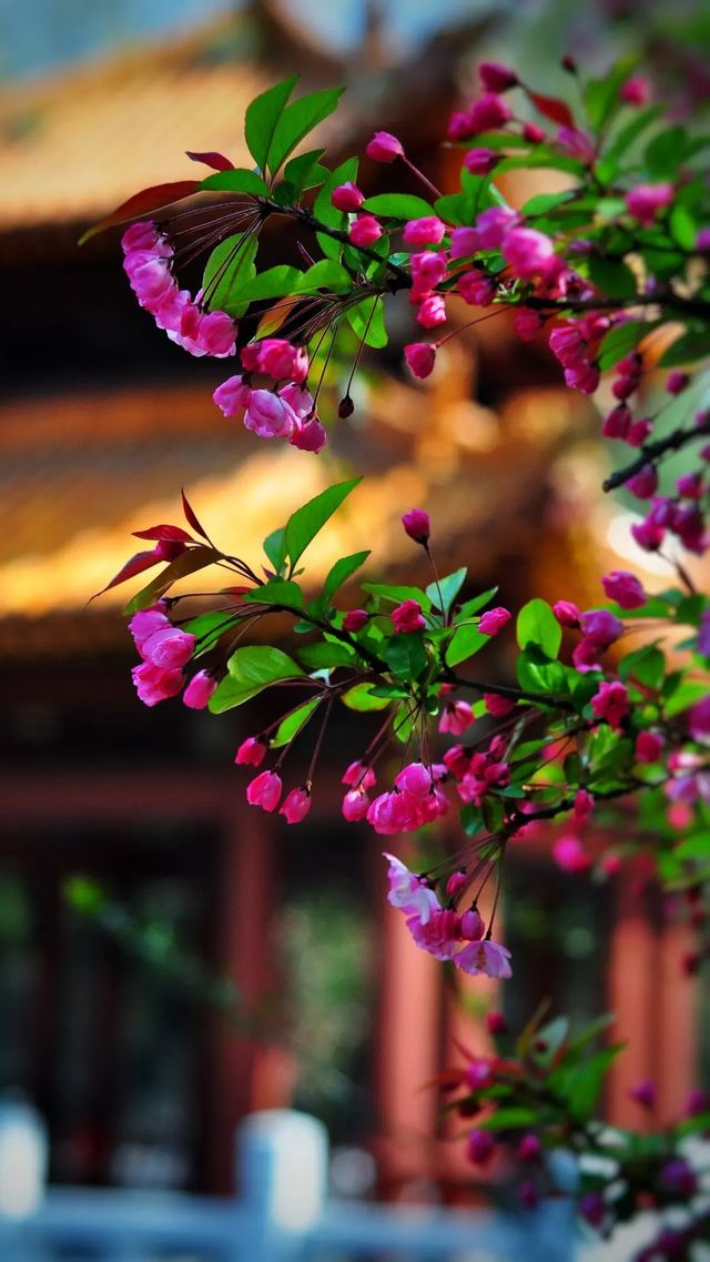 富樂海棠