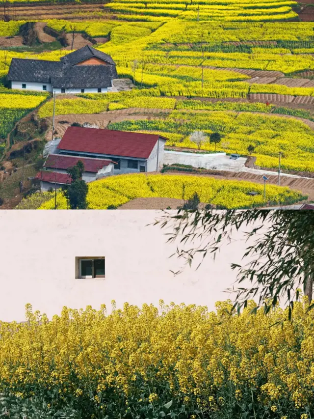 Qujing Rapeseed Flower Guide: Tips and Tricks for Your Visit
