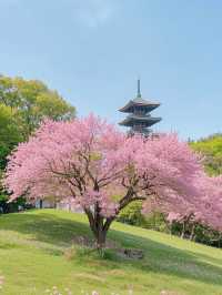 奈良櫻花四日遊：古都賞櫻全攻略
