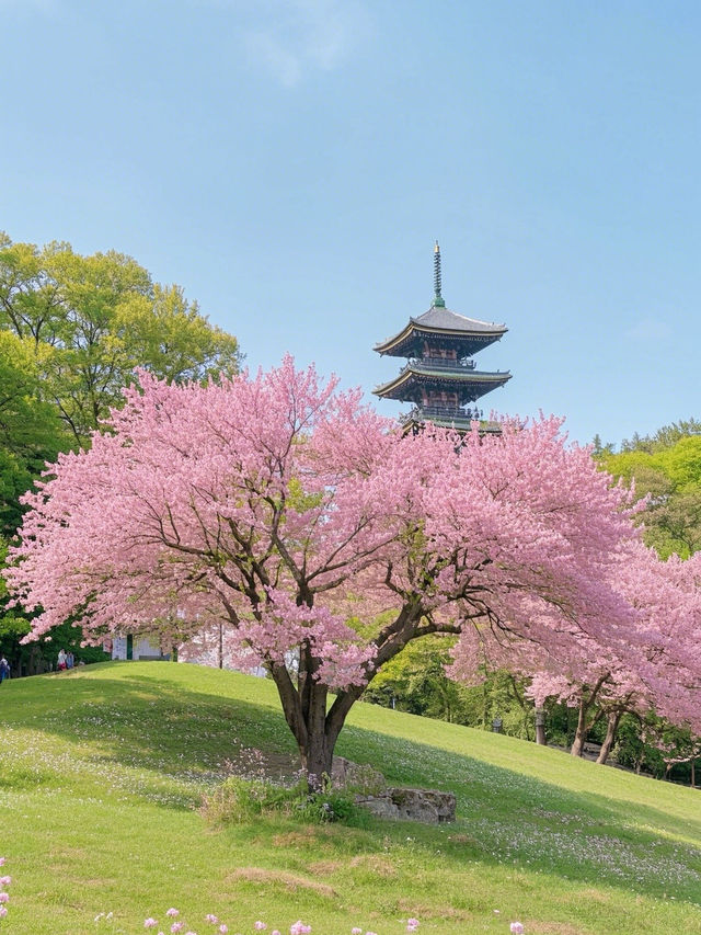 奈良櫻花四日遊：古都賞櫻全攻略