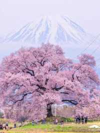🌸 日本沖繩櫻花季 🌸