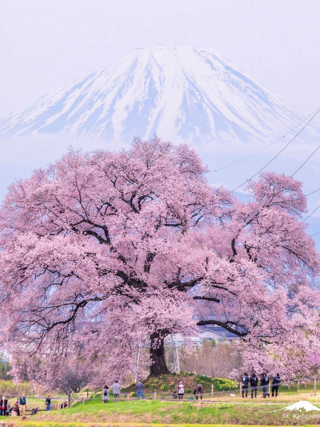 🌸 日本沖繩櫻花季 🌸