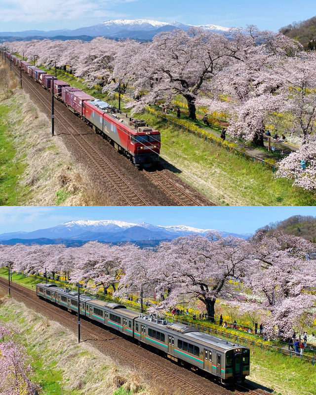 白石川千櫻公園賞櫻全攻略