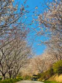 《千島湖：千顆翡翠落人間，一湖秀色醉流年》