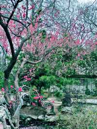 鄭州｜紫金山公園｜春日限定｜梅櫻共舞嘅浪漫奇遇