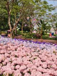 🌷珠海春日 | 花海棧道奇幻之旅，速來解鎖✨
