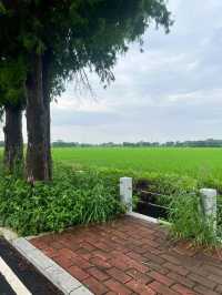 中山崖口村：邂逅稻田詩意
