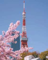 東京タワーと桜の絶妙なコラボレーション 🌸🗼