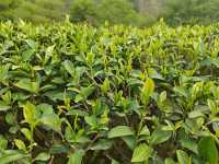 Tea picking at Wuyi Mountain 🍃🫖
