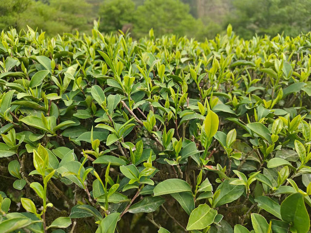Tea picking at Wuyi Mountain 🍃🫖