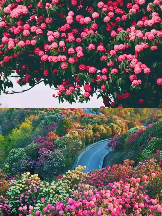 春日尋花指南 | 4月限定的浪漫，千萬別錯過