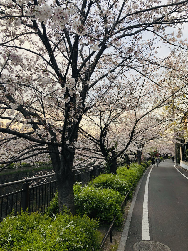 花見名古屋：千年古城的櫻花物語