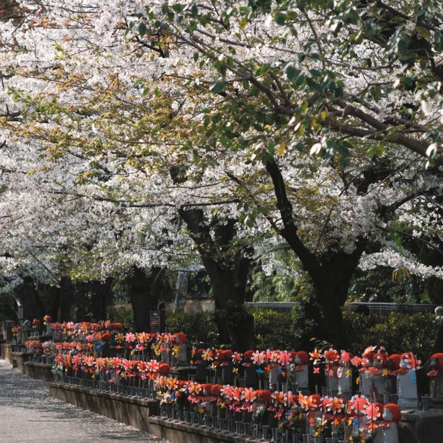 東京塔下的寧靜角落｜增上寺🌆