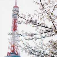 東京塔下的寧靜角落｜增上寺🌆