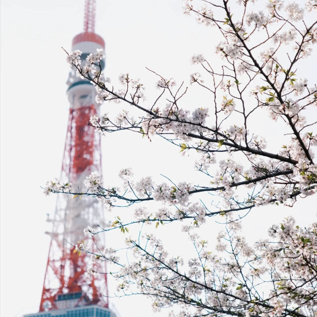 東京塔下的寧靜角落｜增上寺🌆
