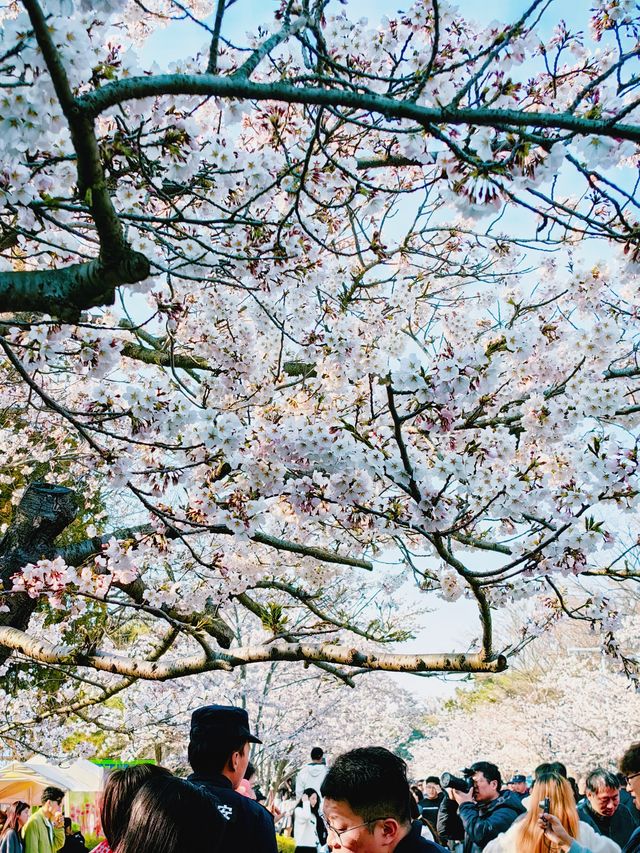 武漢春日限定｜櫻花樹下邂逅絕美江城