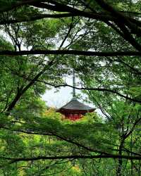 京都＆宇治雙城記，世界文化遺產之旅
