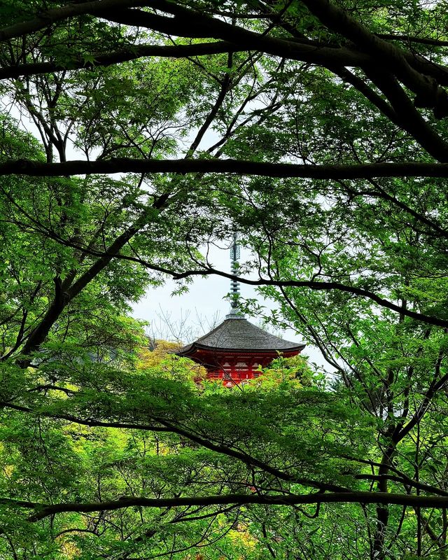京都＆宇治雙城記，世界文化遺產之旅