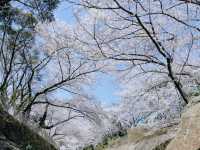 🌸濟州新山公園｜櫻花漫舞的夢幻樂園🌸