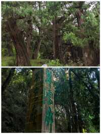 翠雲廊綠樹成蔭，空氣清新，美食誘人，快來呀