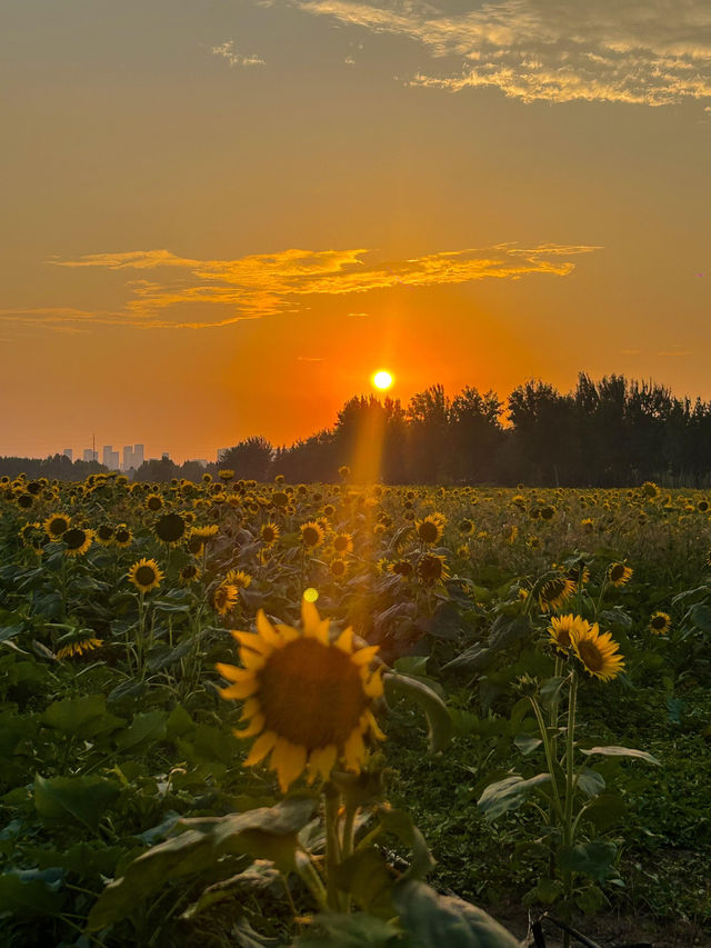 🌻西安限定浪漫！漢長安城的向日葵花海