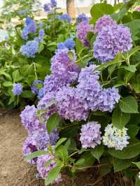 武漢中山公園：繡球花花海夢幻之境