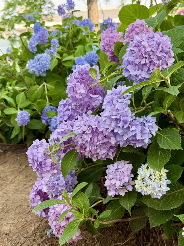 武漢中山公園：繡球花花海夢幻之境