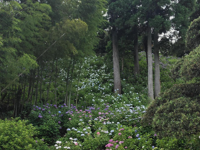 🌸千葉服部農園繡球花打卡攻略🌸