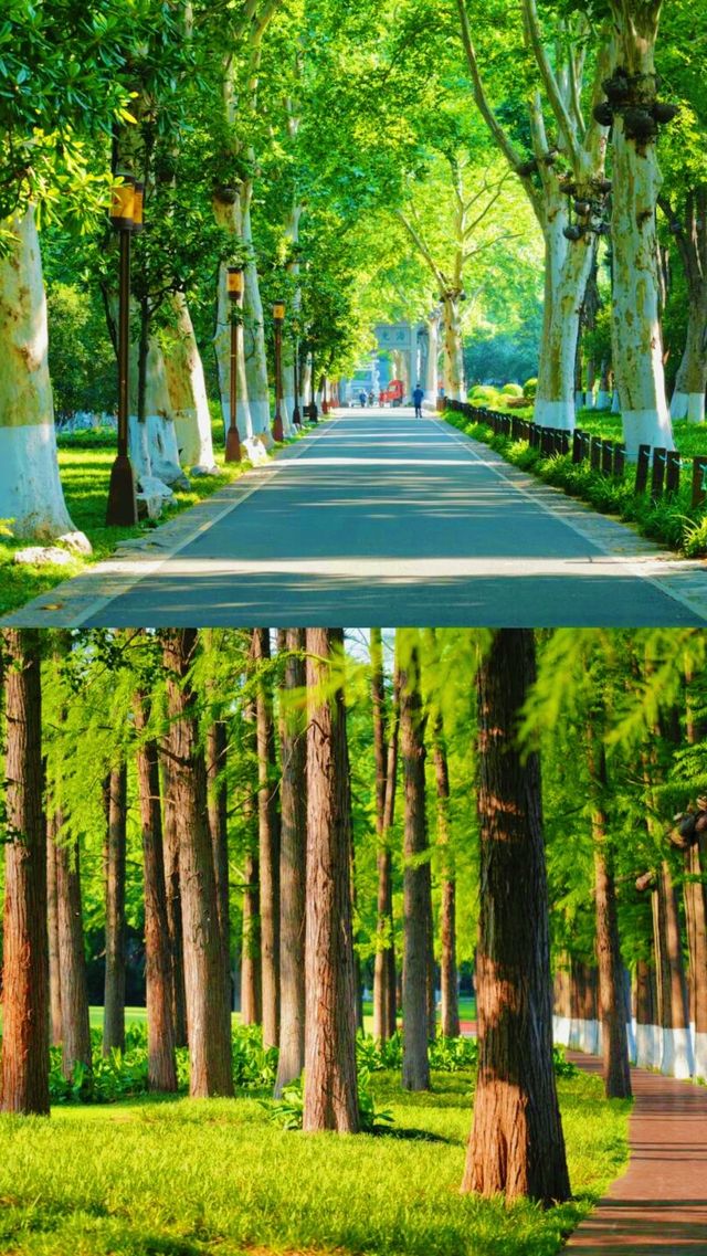 《東湖旅遊攻略，唔通唔係你武漢之旅嘅必備指南？》
