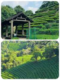 快嚟龍井村品茶行山 將春天嘅味道帶返屋企