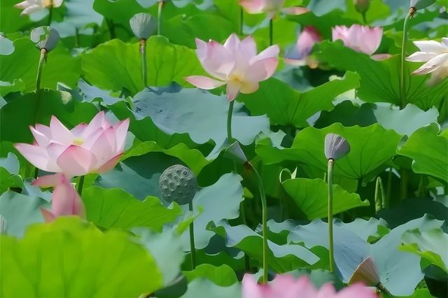 普洱夏日賞荷聖地，「荷」你浪漫相約！