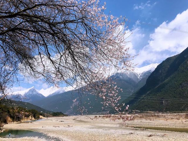 【墨脫·林芝桃花節】藏地秘境的粉色暴擊！人少景靚
