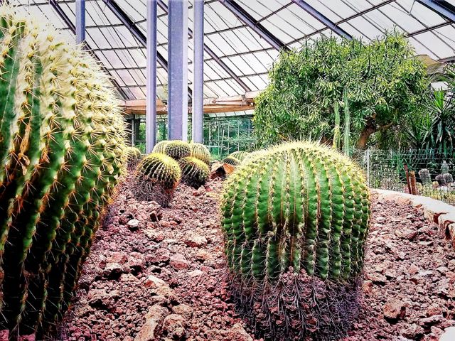Wuhan Botanic Garden: Where Science, Conservation, and Botanical Splendor Converge
