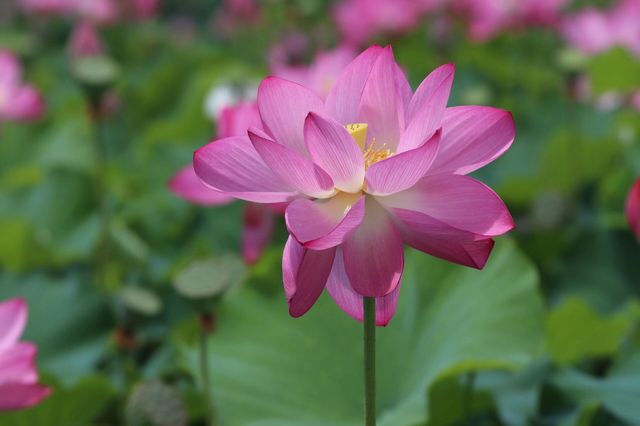 #普者黑旅行攻略 #雲南普者黑荷花 要睇最靚荷花千祈唔好等到七月中旬！本地人，全係本人自己影嘅，最靚荷