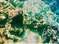 Koh Lipe’s Underwater Wonderland: The Ultimate Snorkeling Guide
