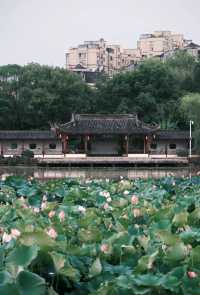希貝至香樟公園：旅拍中的城市逸韻
