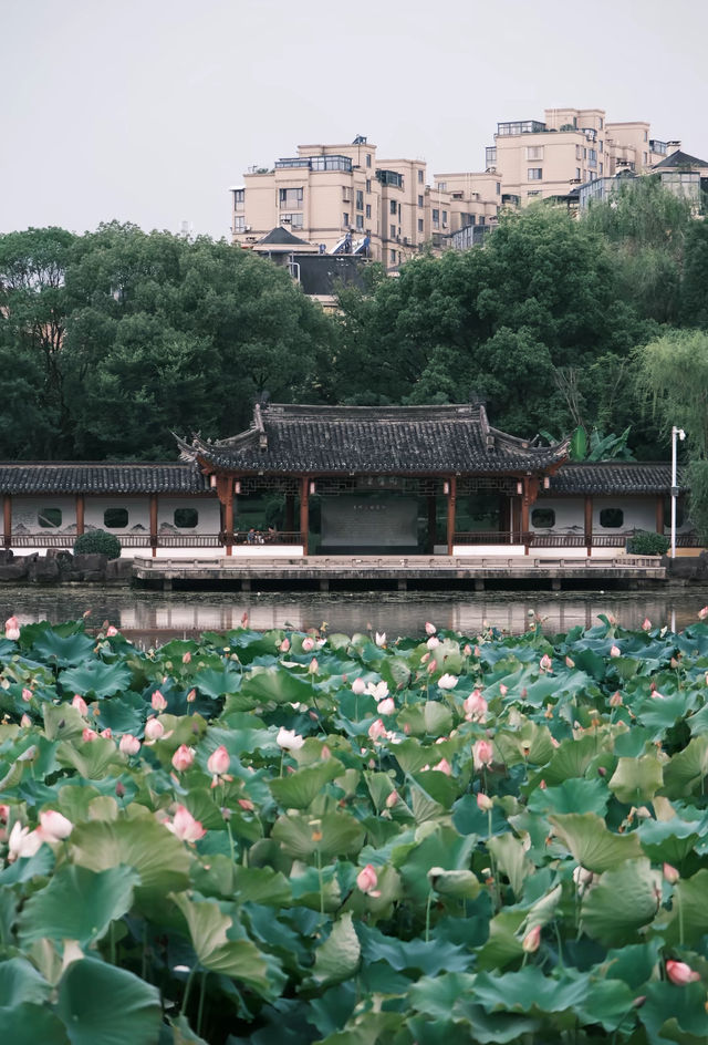 希貝至香樟公園：旅拍中的城市逸韻