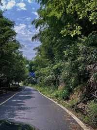 茶園竹林裡的隱世勝地
