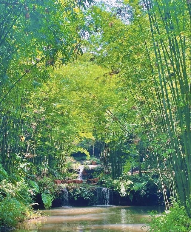 竹海盛景