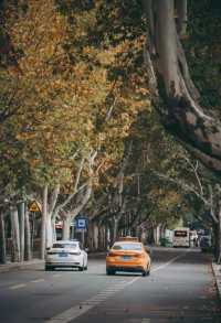 這些林蔭大道，藏着西安最動人的煙火與時光