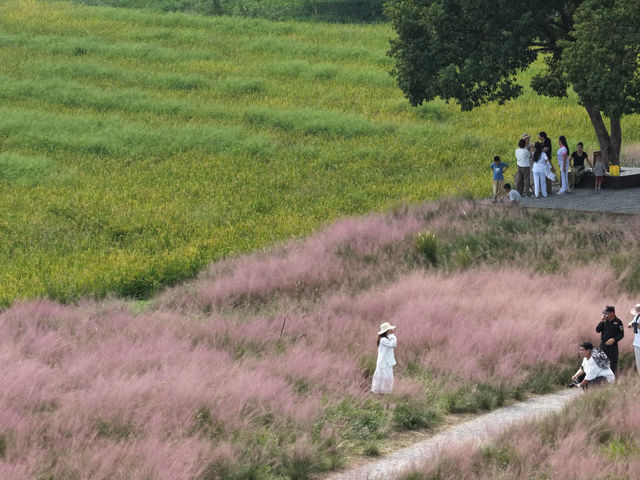 十月必衝美人地台地 粉黛與稻海的秋