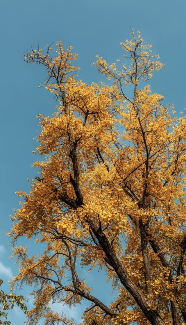 青島天后宮的銀杏不負秋天的美景